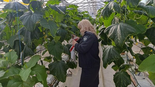 В Бахчисарайском районе на территории тепличного комплекса Россельхознадзором установлена карантинная фитосанитарная зона
