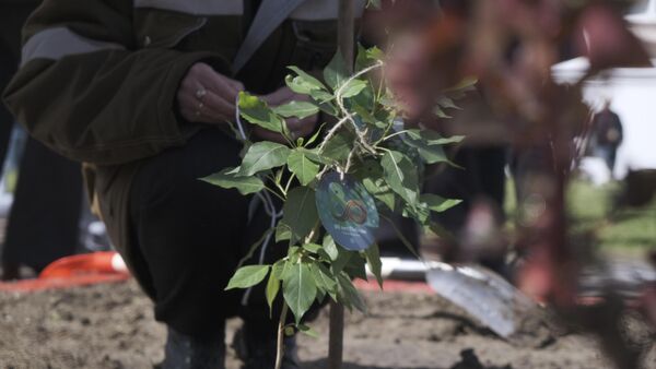 Тополя Победы высадили в Керчи в годовщину освобождения города Тополя Победы высадили в Керчи в годовщину освобождения города