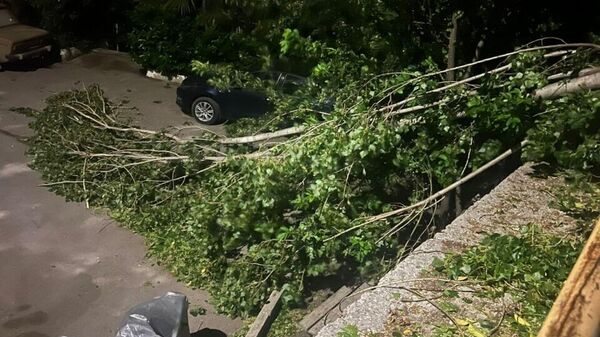 Упавшие деревья в Ялте