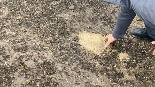 Утилизация биологическим методом нефтесодержащих отходов Утилизация биологическим методом нефтесодержащих отходов