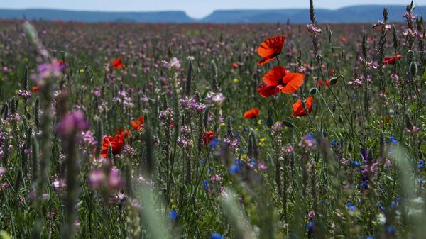 Цветение маков в Крыму
