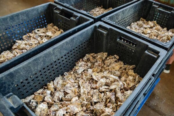 В Севастополе создается первый в истории города собственный устричный питомник