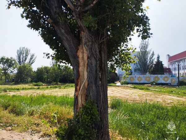 В Феодосии водитель автомобиля пострадал при ударе молнии в дерево у дороги В Феодосии водитель автомобиля пострадал при ударе молнии в дерево у дороги