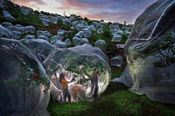 Фруктовые деревья под тентами