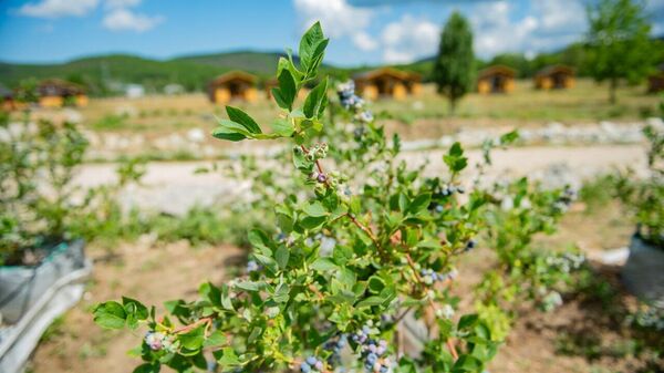 Выращивание голубики