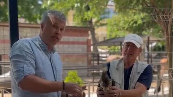 В Алуште поймали молодого баклана с травмой крыла и передали в Бахчисарайский зоопарк