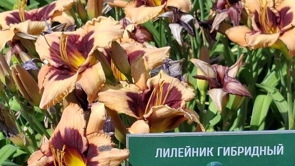 Лилии в Никитском ботаническом саду Лилии в Никитском ботаническом саду