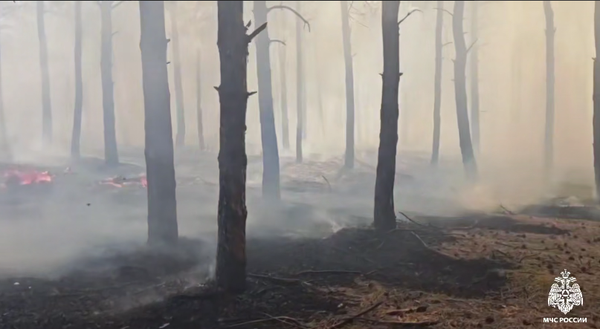 Под Симферополем горит 21 гектар леса Под Симферополем горит 21 гектар леса