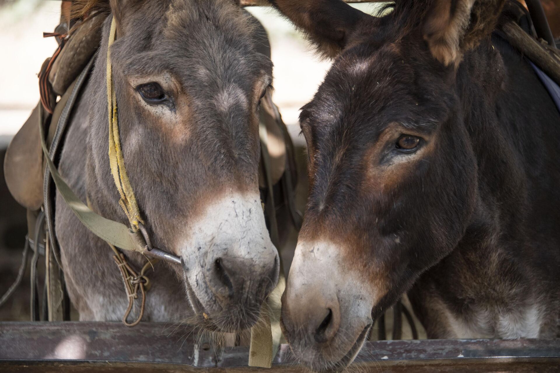 Ослики на ферме - РИА Новости, 1920, 04.09.2025