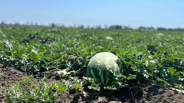 Арбуз на бахче