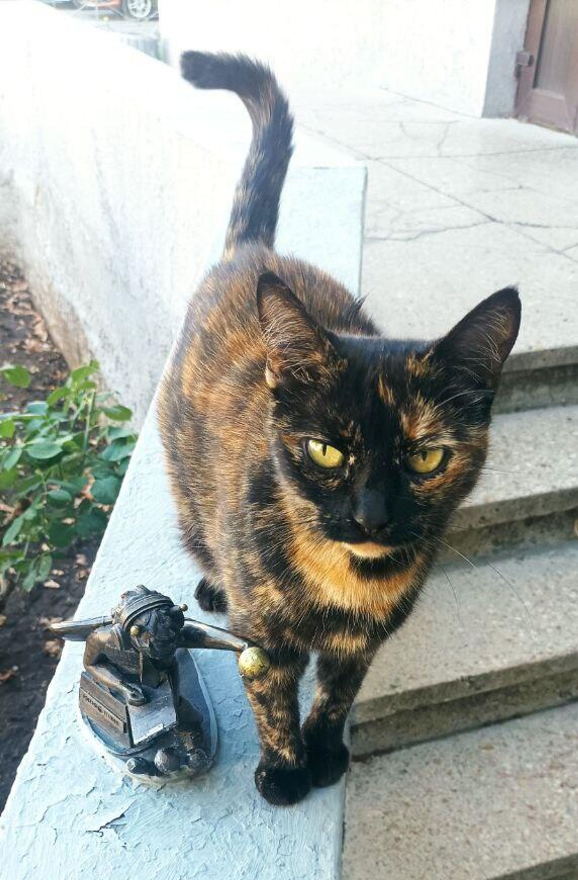 Кошка позирует радом с Пчелкой-журналистом. Симферополь Кошка позирует радом с Пчелкой-журналистом. Симферополь - РИА Новости, 1920, 08.08.2025