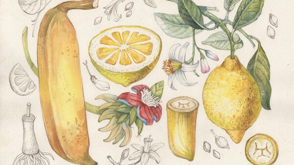 Иллюстрации Дарьи Субботиной