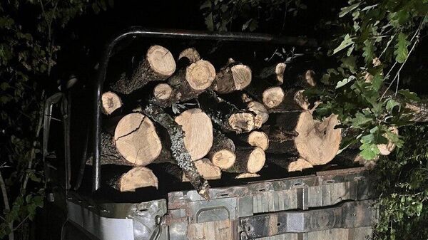 В Крыму браконьеры вырубили лес на 4 миллиона рублей