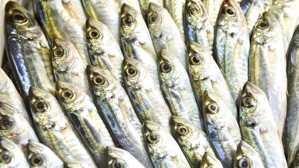 Рыболовство