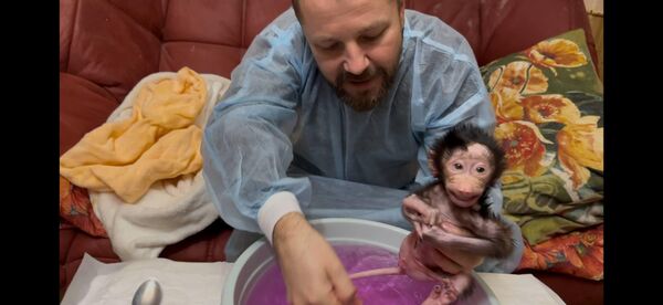 Заводить дома обезьян ветеринар Писковой не рекомендует