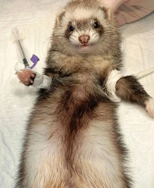 Хорек тоже хочет быть здоров! 