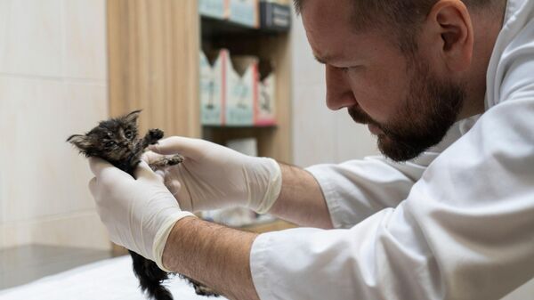 Ветеринар Василий Писковой спасает котенка, от которого отказалась мать
