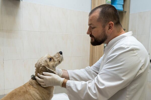 Врач лечит человека, а ветеринар - человечество