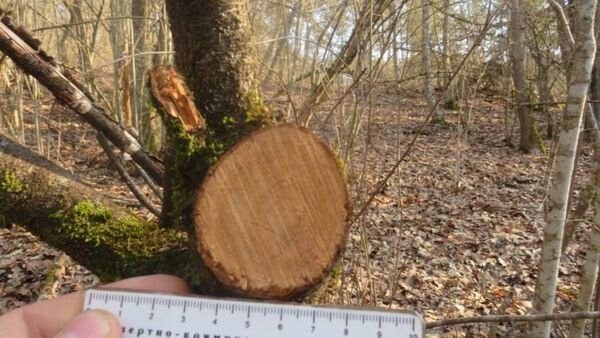 Незаконная вырубка деревьев