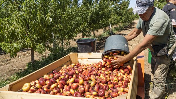 Сбор персиков в Крыму