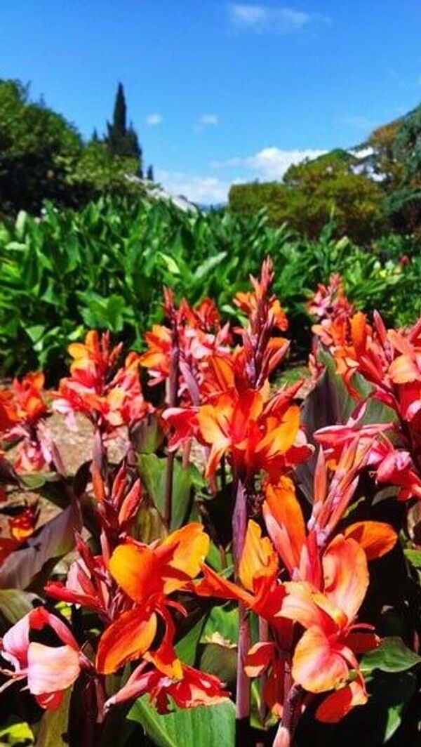 Выставка канн в Никитском ботаническом саду Выставка канн в Никитском ботаническом саду