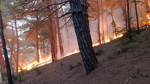Лесной пожар в Геленджикском лесничестве 