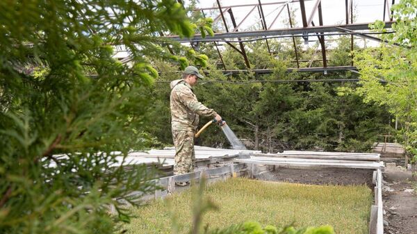 Восстановление леса