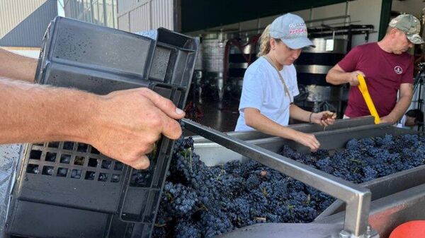 Сбор винограда в Севастополе