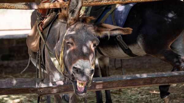 Улыбочка для фотографа! 