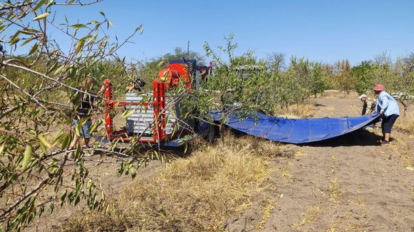 Заморозки сказались на урожае миндаля в Крыму