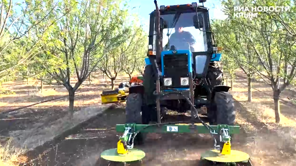 Сбор миндаля в Симферопольском районе Крыма