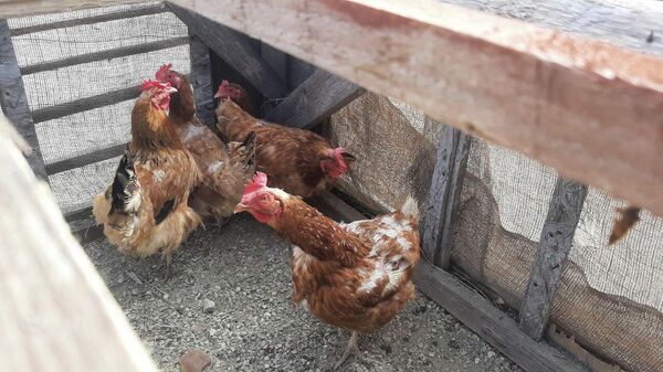 Съемки экшн-драмы Позывной Аскет проходят в Крыму