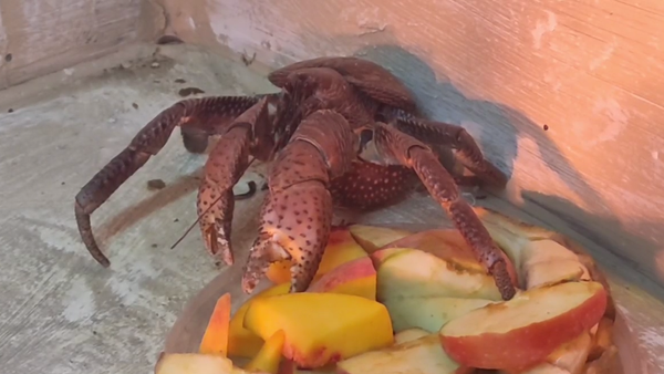 В Ялте в крокодиляриуме появился новый обитатель – краб пальмовый вор