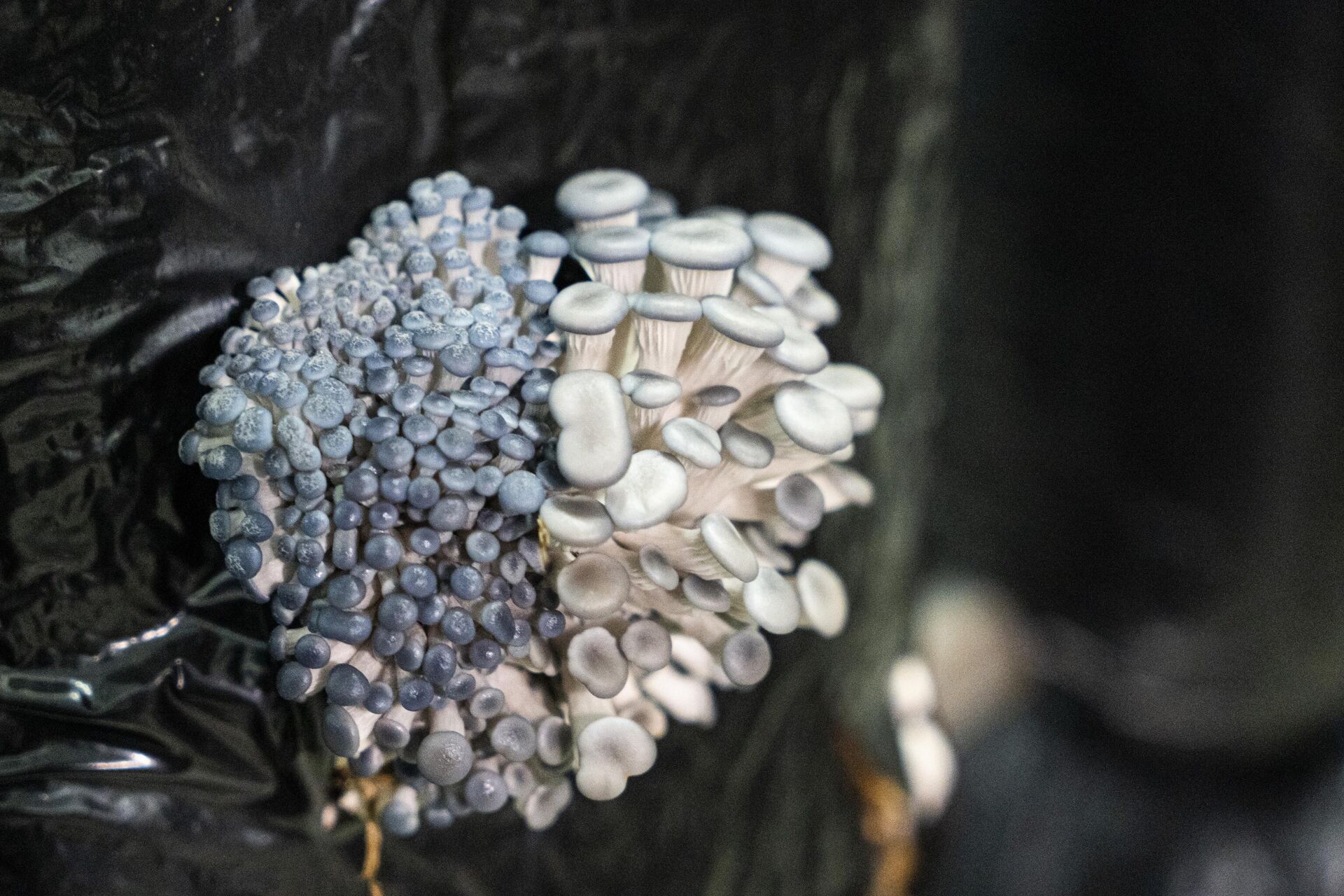 Грибная ферма - РИА Новости, 1920, 25.09.2025