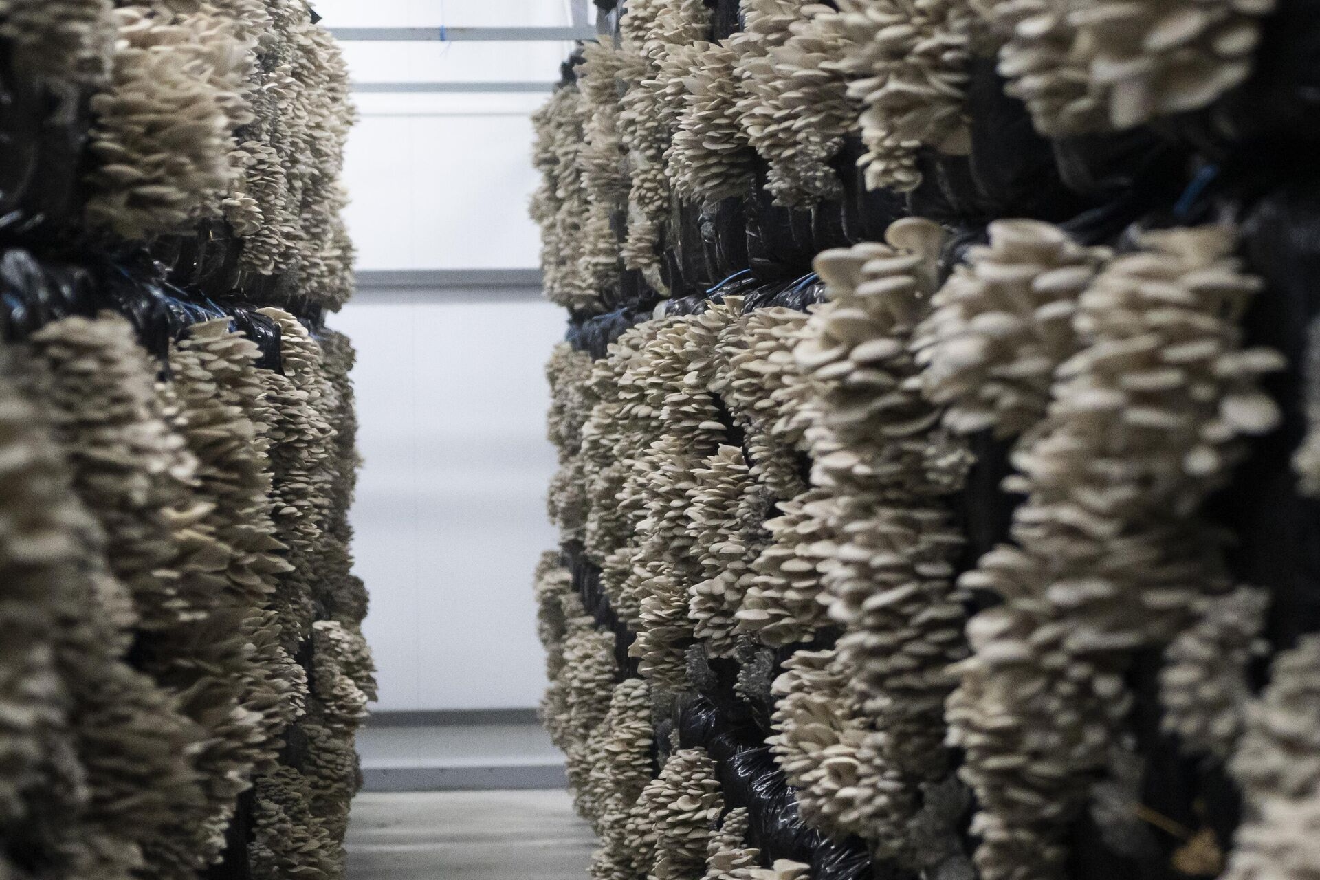 Грибная ферма - РИА Новости, 1920, 25.09.2025