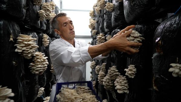 Грибная ферма Грибная ферма