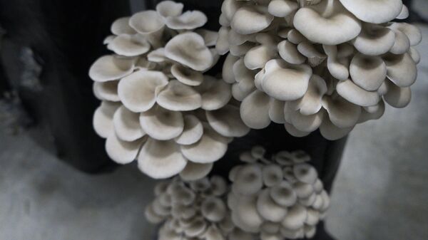 Семья из Кировского выращивает вешенки и снабжает ими весь Крым