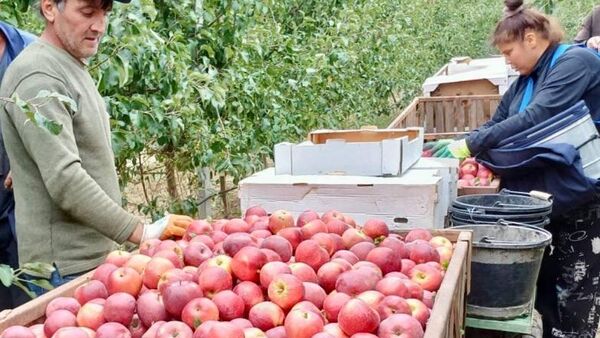 Урожай яблок