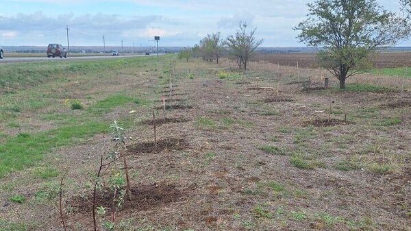 Вдоль крымских дорог высадят 150 тысяч саженцев против снежных заносов 