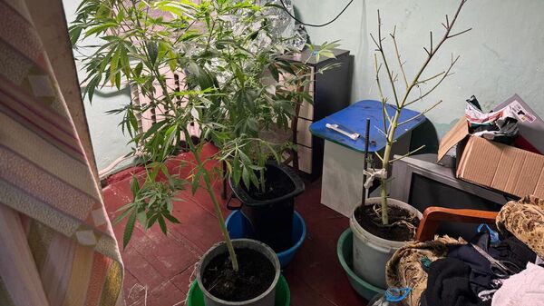 Крымчанка оказалась под следствием за то что хотела сделать лекарство из конопли