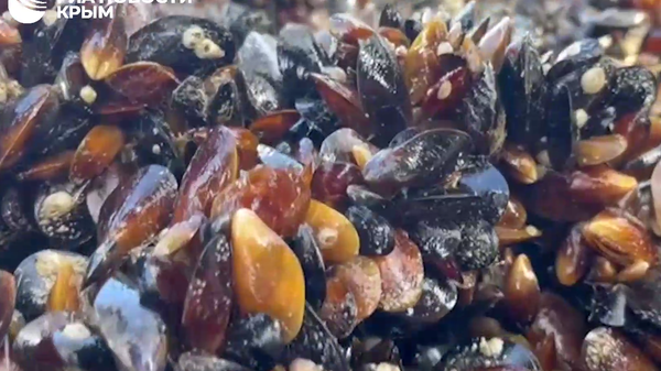 Разведение мидий в Крыму