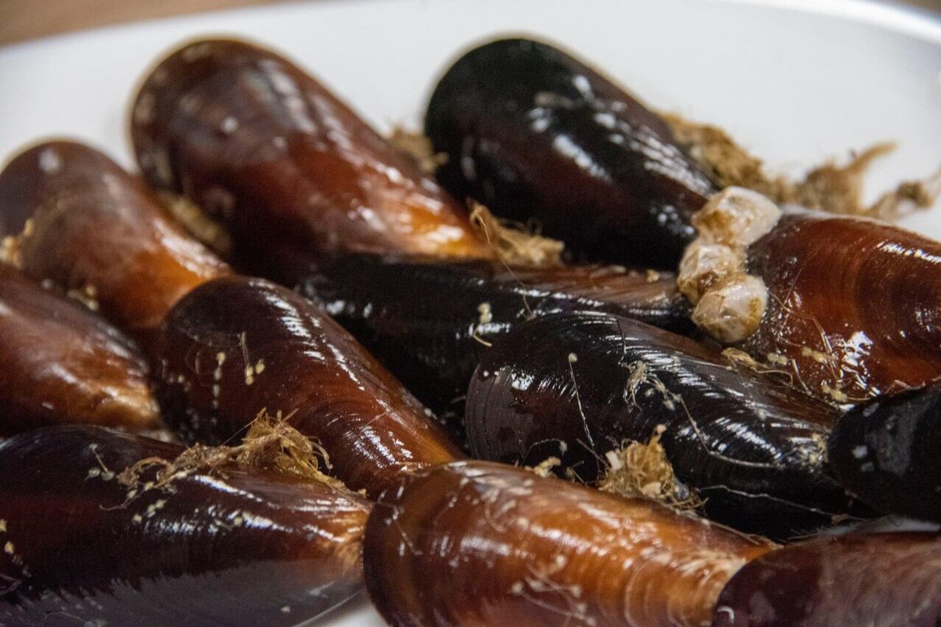 Черноморские мидии - РИА Новости, 1920, 03.10.2025