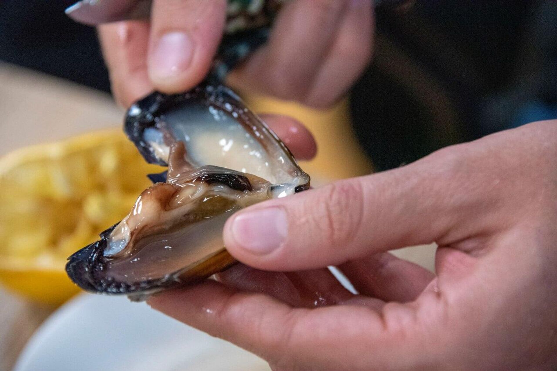 Черноморские мидии - РИА Новости, 1920, 03.10.2025