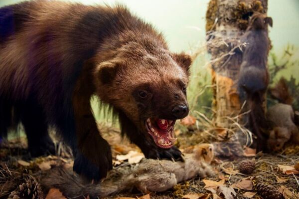 Тушки некоторых животных привозят в музей из далеких регионов России. На фото - чучело росомахи. Тушки некоторых животных привозят в музей из далеких регионов России. На фото - чучело росомахи.