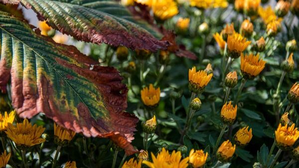 Осенние цветы в Симферополе