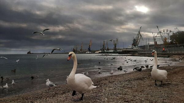 Феодосия. 14 октября 2025 года