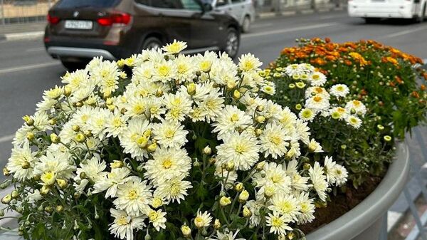 Кашпо с хризантемами украшают улицы Симферополе