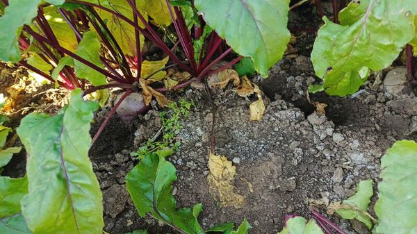 Уборка овощей в Джанкойском районе Крыма Уборка овощей в Джанкойском районе Крыма