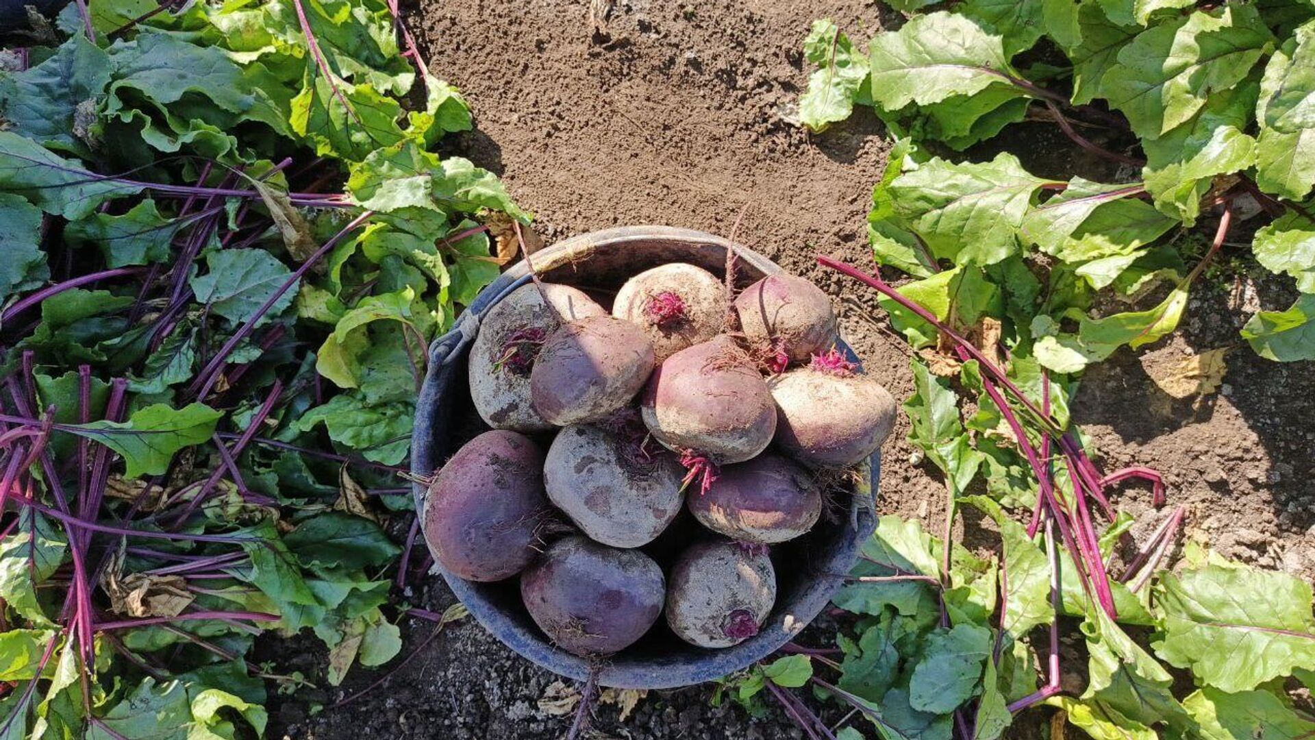 Уборка овощей в Джанкойском районе Крыма - РИА Новости, 1920, 25.10.2025