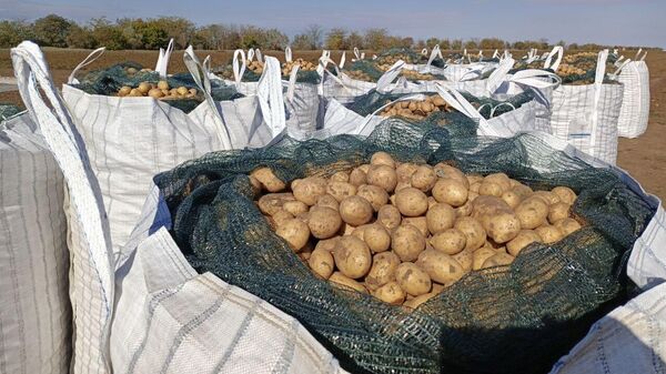 Уборка овощей в Джанкойском районе Крыма